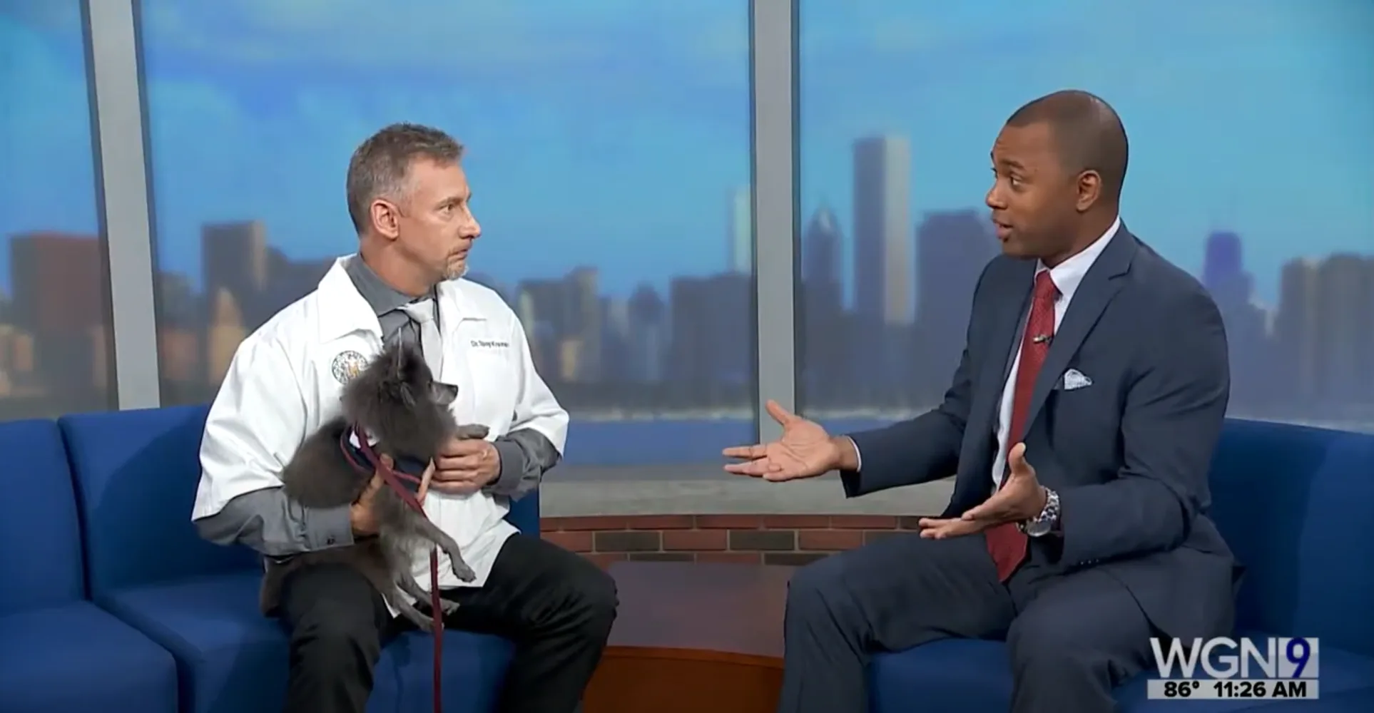 Is your pet in pain video from Hinsdale Animal Hospital